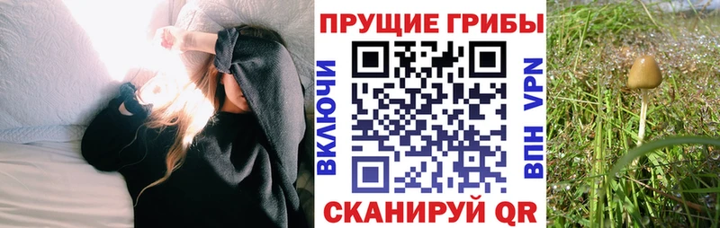 где купить наркоту Северская Галлюциногенные грибы Psilocybine cubensis
